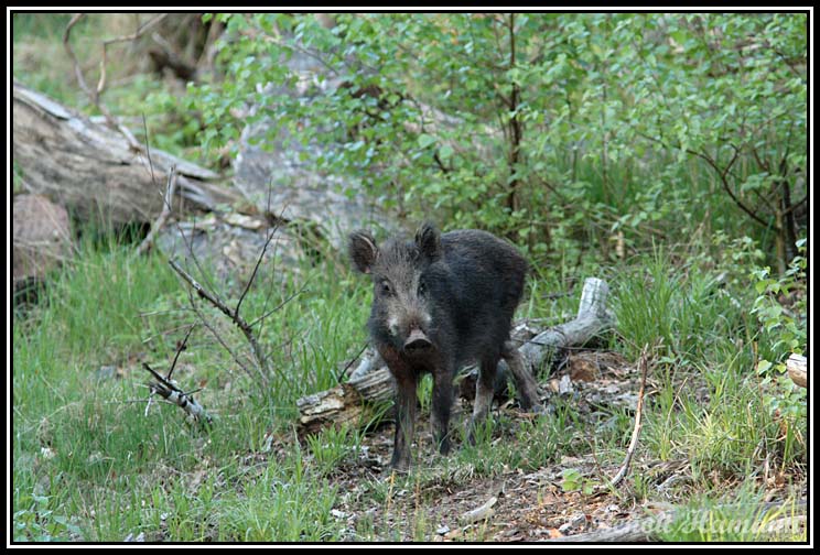  Image name: 52 Cinghiale.jpg 
 width: 744 pixel 
 height: 504 pixel 
 Size: 131052 bytes 
 Click to enlarge 